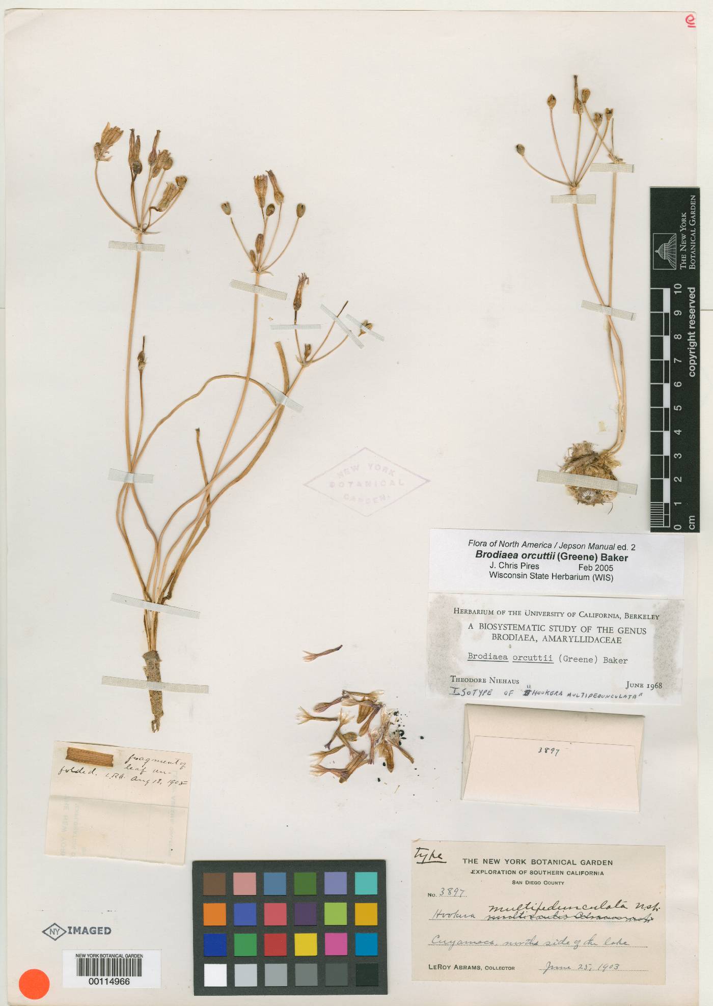 Hookera multipedunculata image