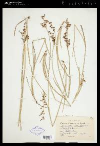 Juncus saximontanus image