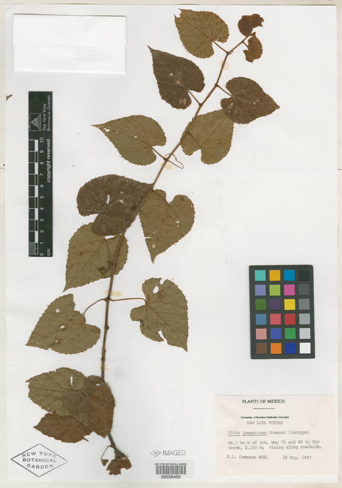 Vitis jaegeriana image