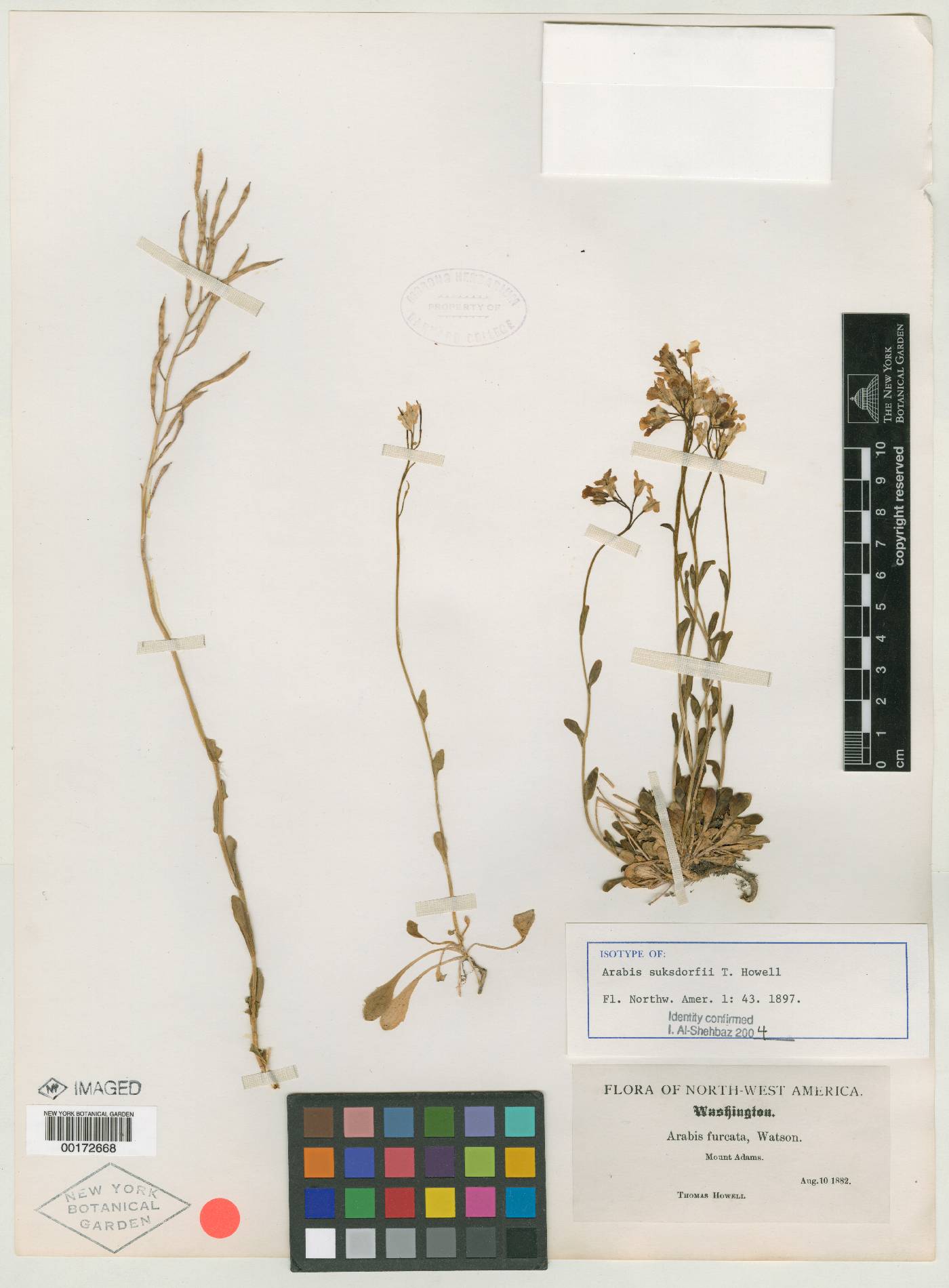 Arabis furcata image