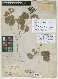 Bauhinia lunarioides image