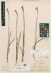 Sisyrinchium littorale image