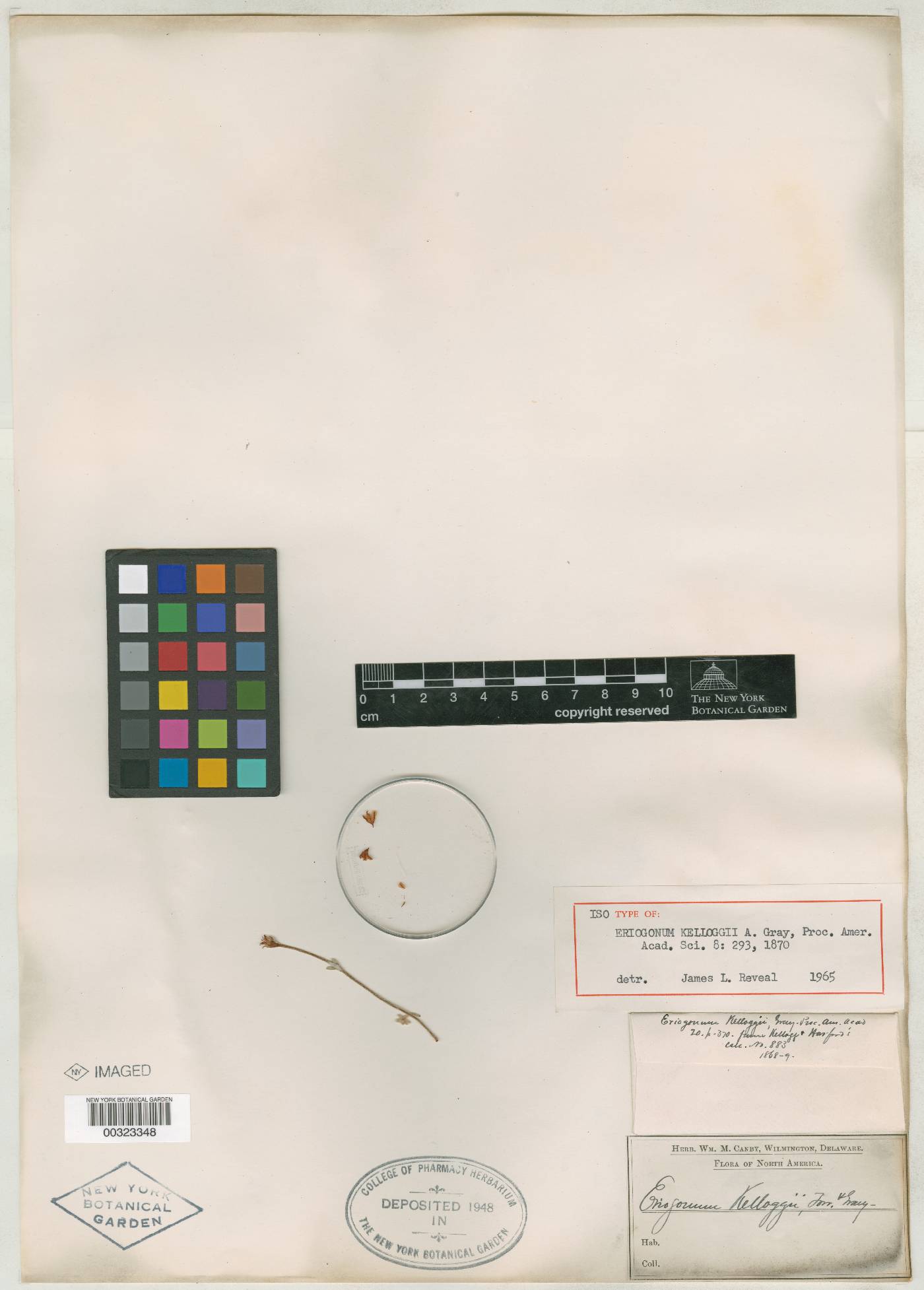 Eriogonum kelloggii image