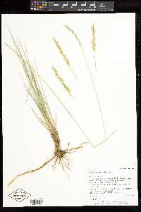 Pascopyrum smithii image