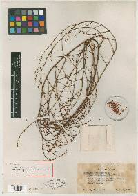 Eriogonum vimineum subsp. polygonoides image