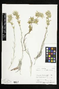 Oreocarya flava image