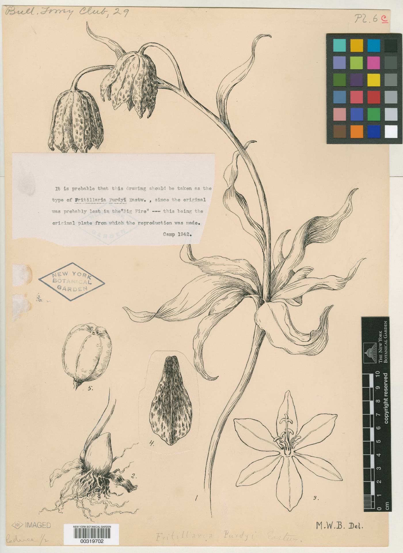 Fritillaria purdyi image