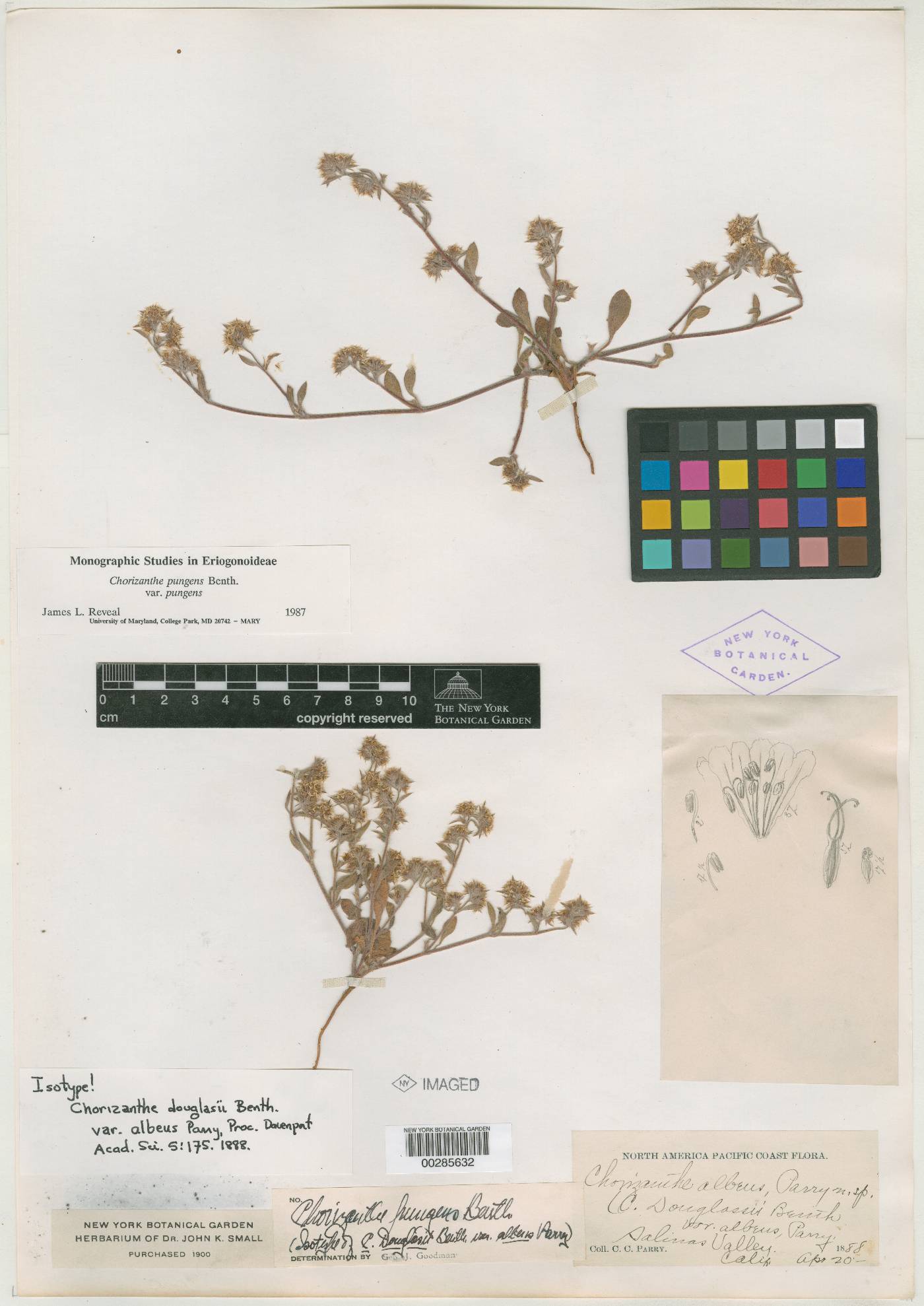 Chorizanthe douglasii var. albens image