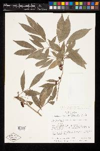 Zygia paucijugata image