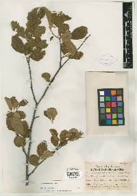 Alnus rhombifolia image