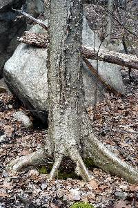 Betula alleghaniensis image