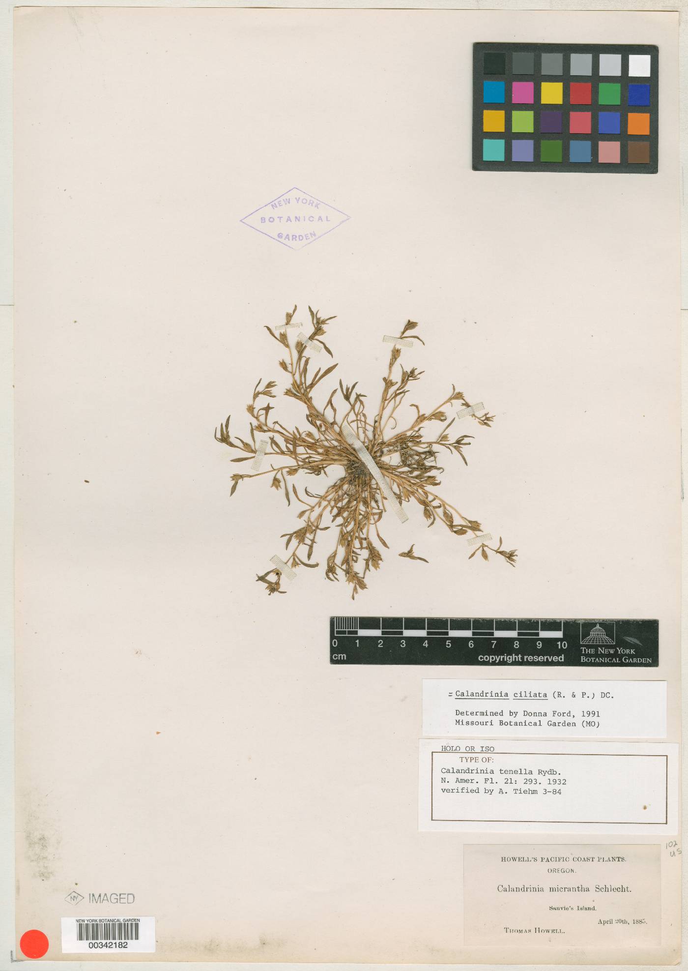 Calandrinia pilosiuscula image