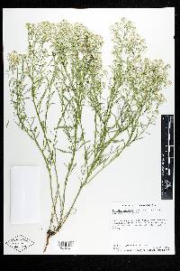 Lepidium alyssoides image