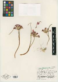 Allium shevockii image