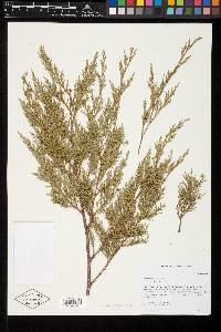 Juniperus virginiana var. virginiana image