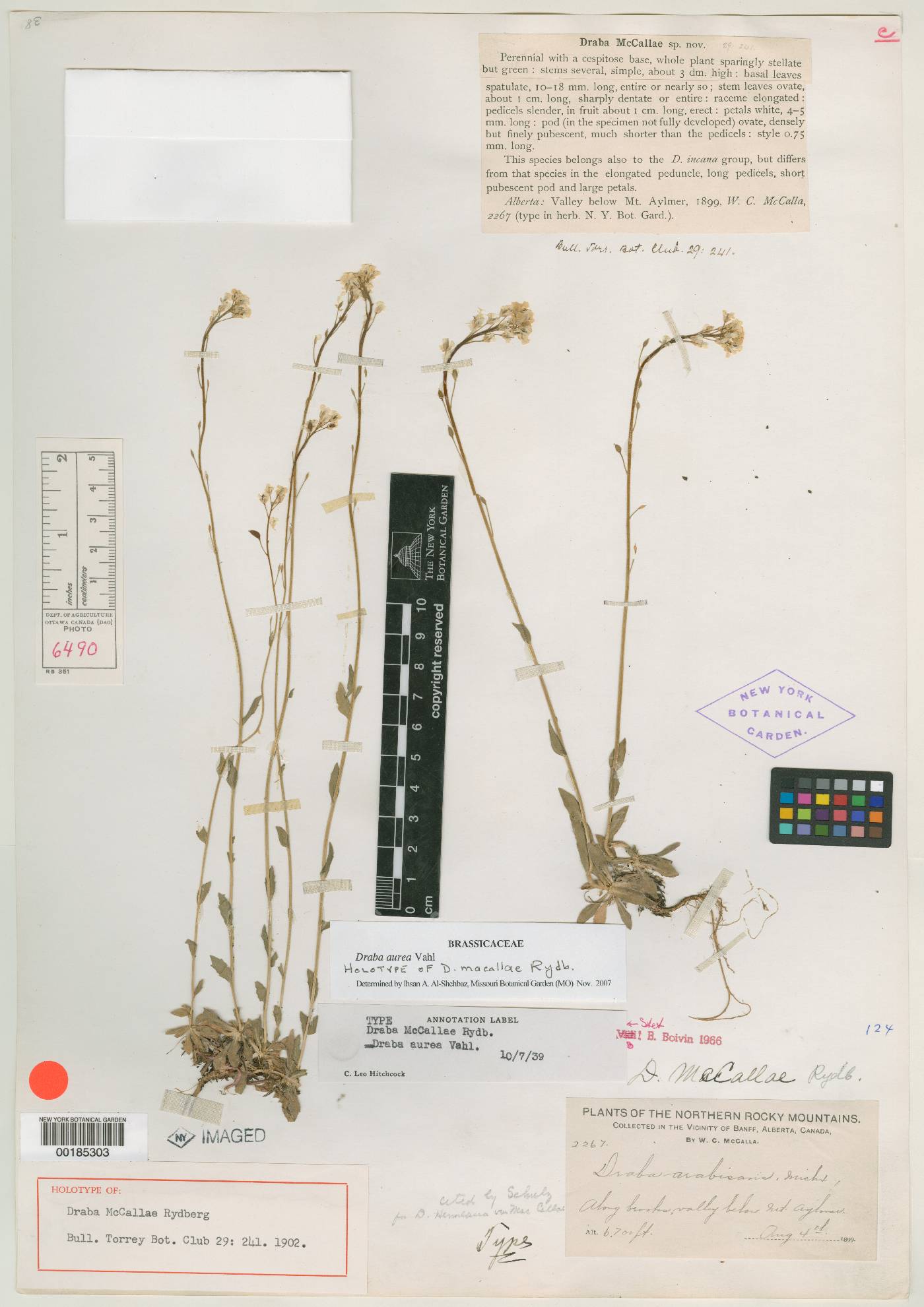 Draba mccallae image