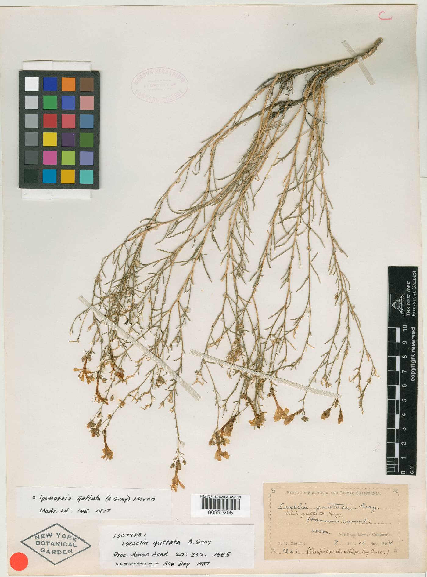 Loeselia guttata image
