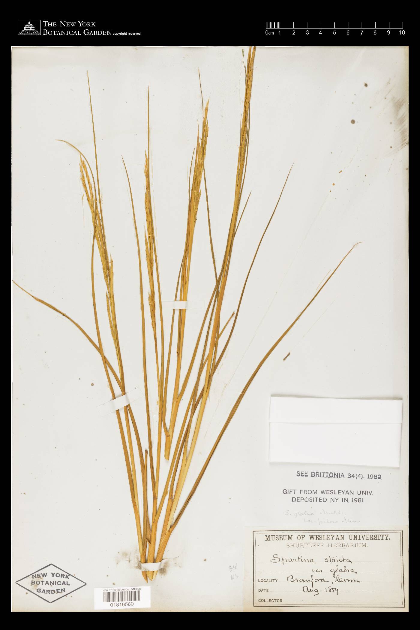 Spartina maritima image
