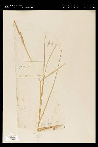 Spartina patens image