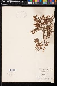 Mimosa rhododactyla image