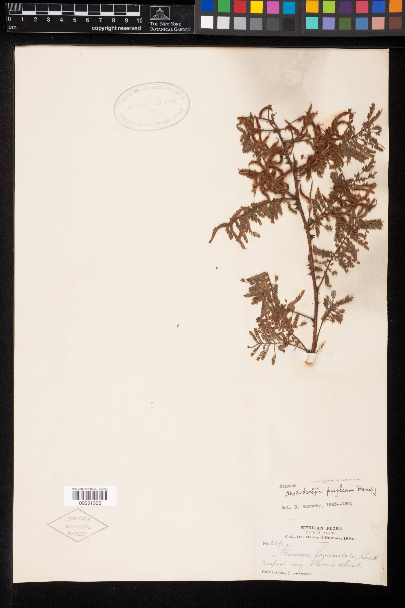 Mimosa rhododactyla var. rhododactyla image