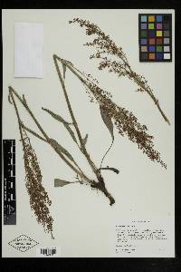 Rumex paucifolius image
