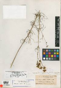 Coreocarpus arizonicus var. filiformis image