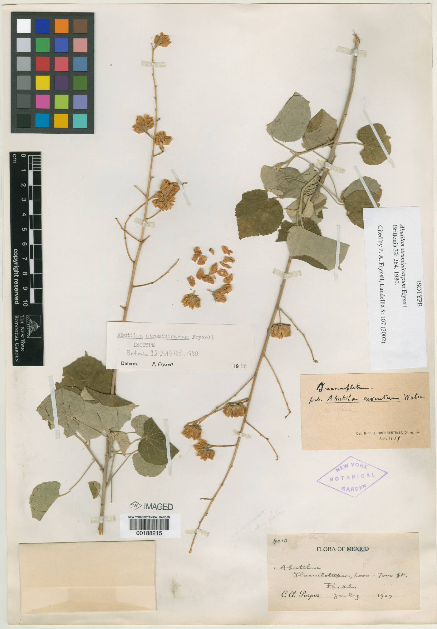 Abutilon straminicarpum image