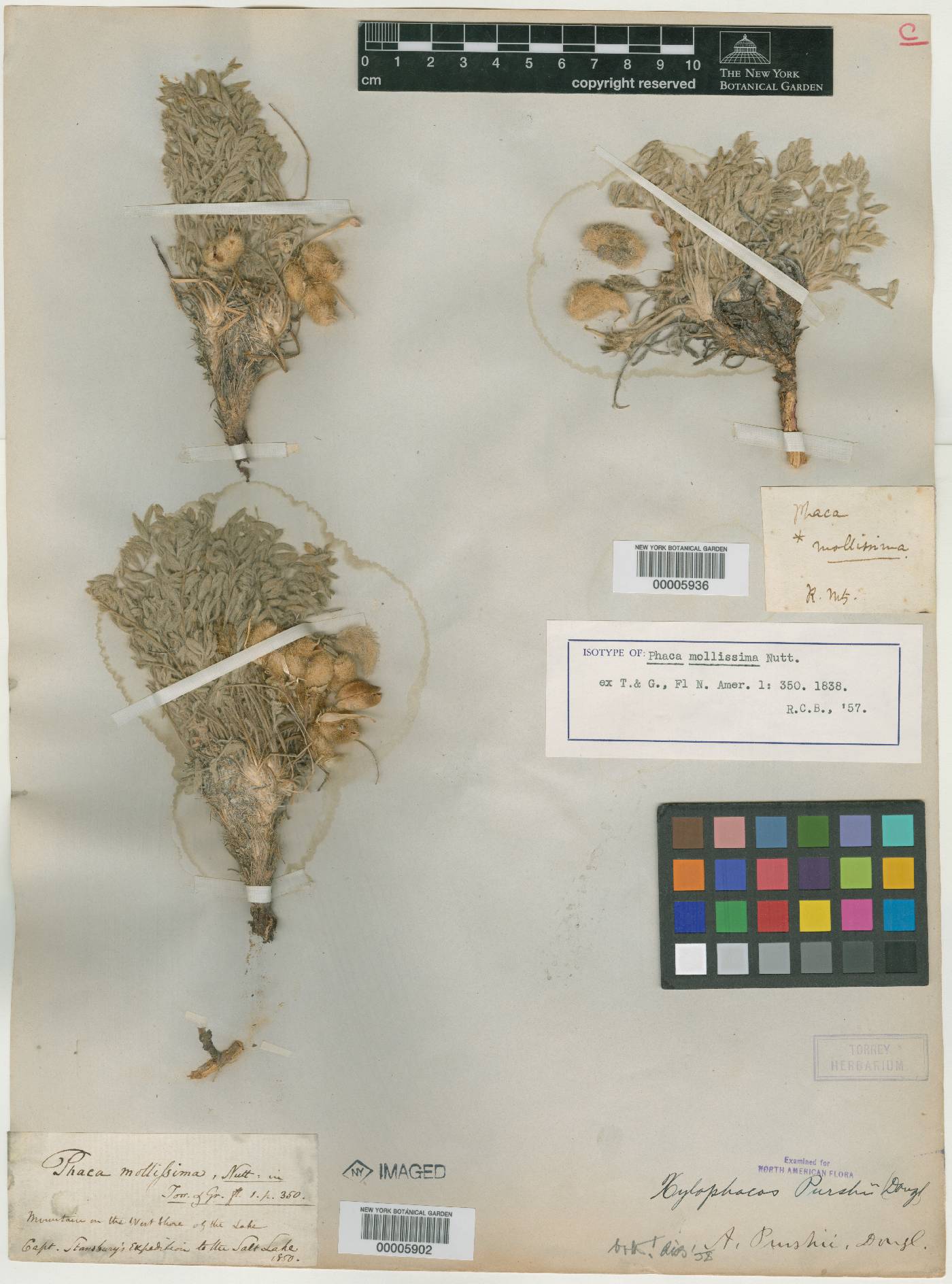 Phaca mollissima image