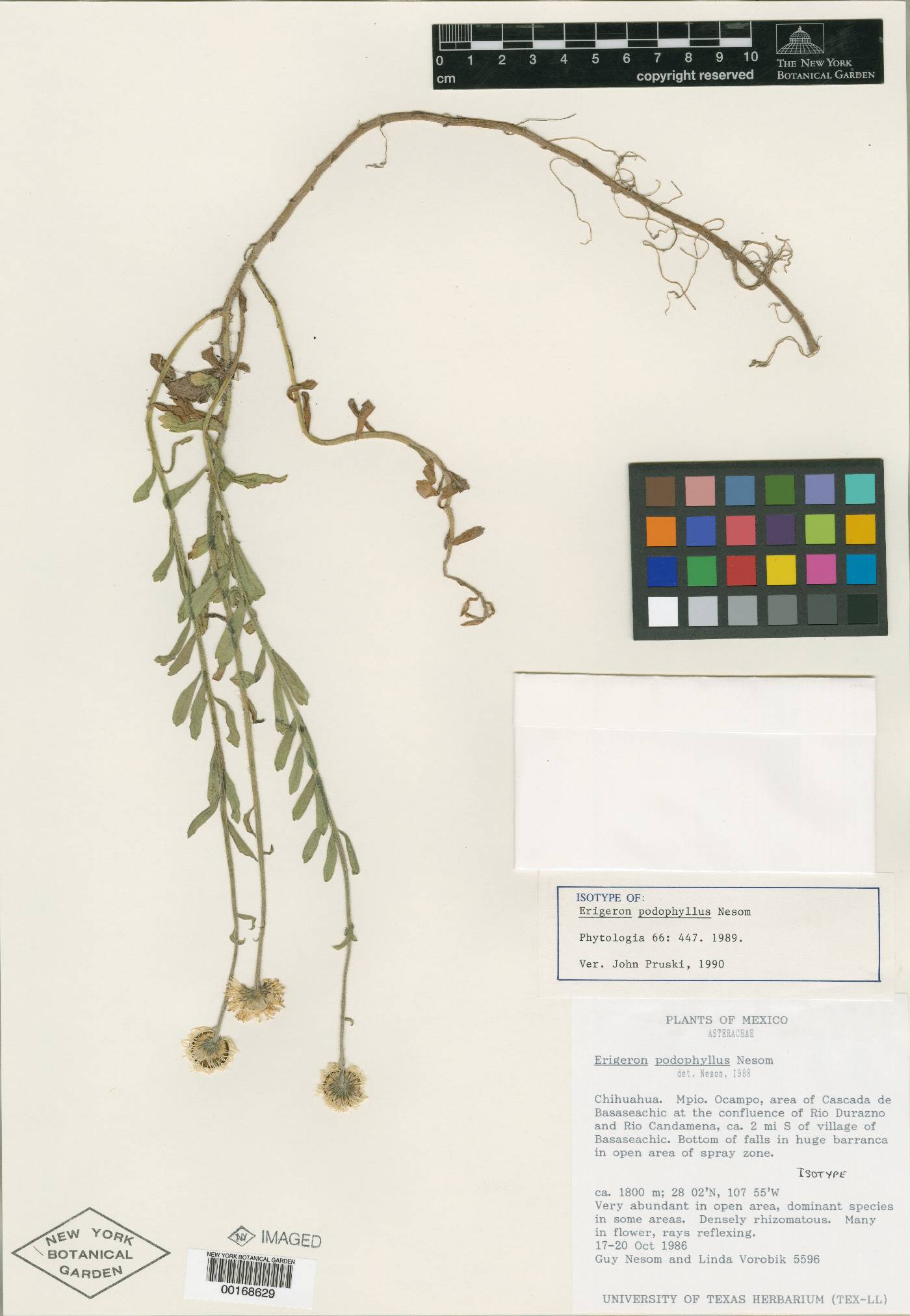 Erigeron podophyllus image