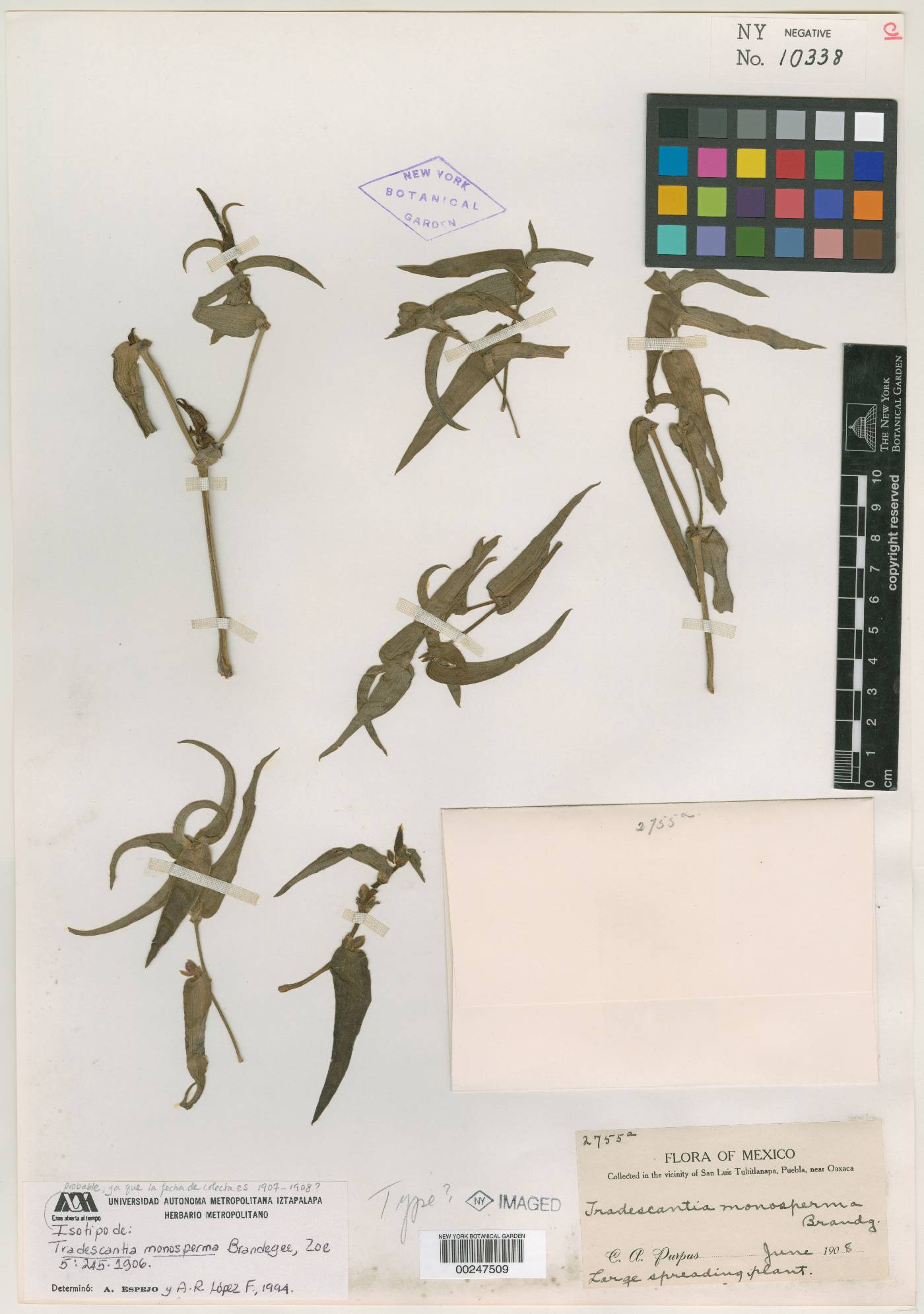 Tradescantia monosperma image