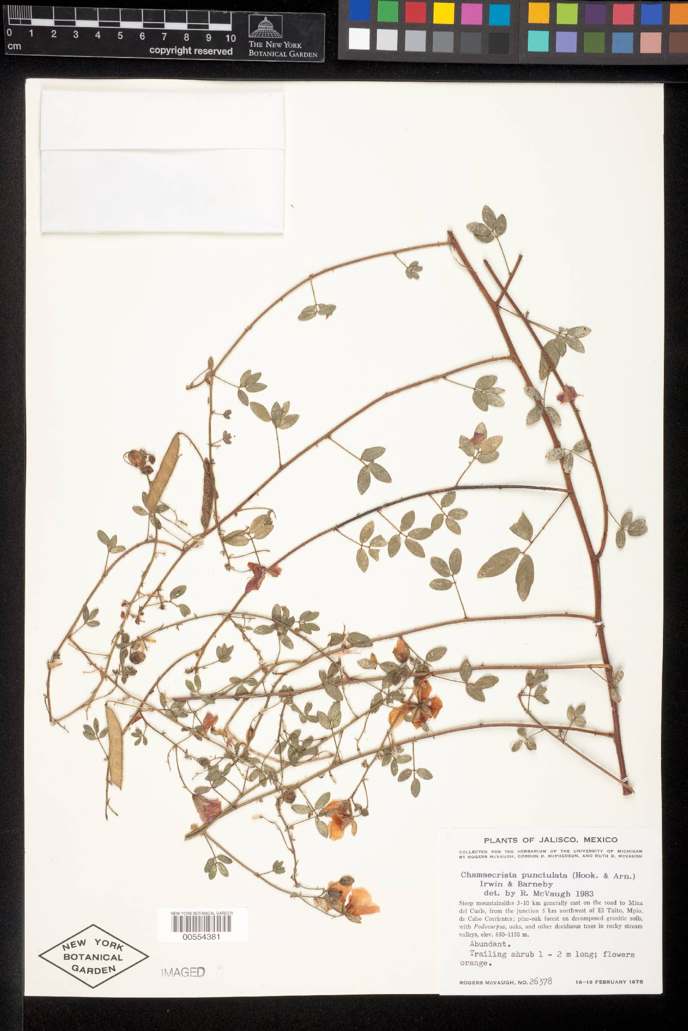 Chamaecrista punctulata image