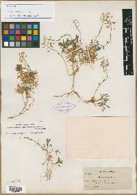 Noccaea fendleri subsp. idahoensis image
