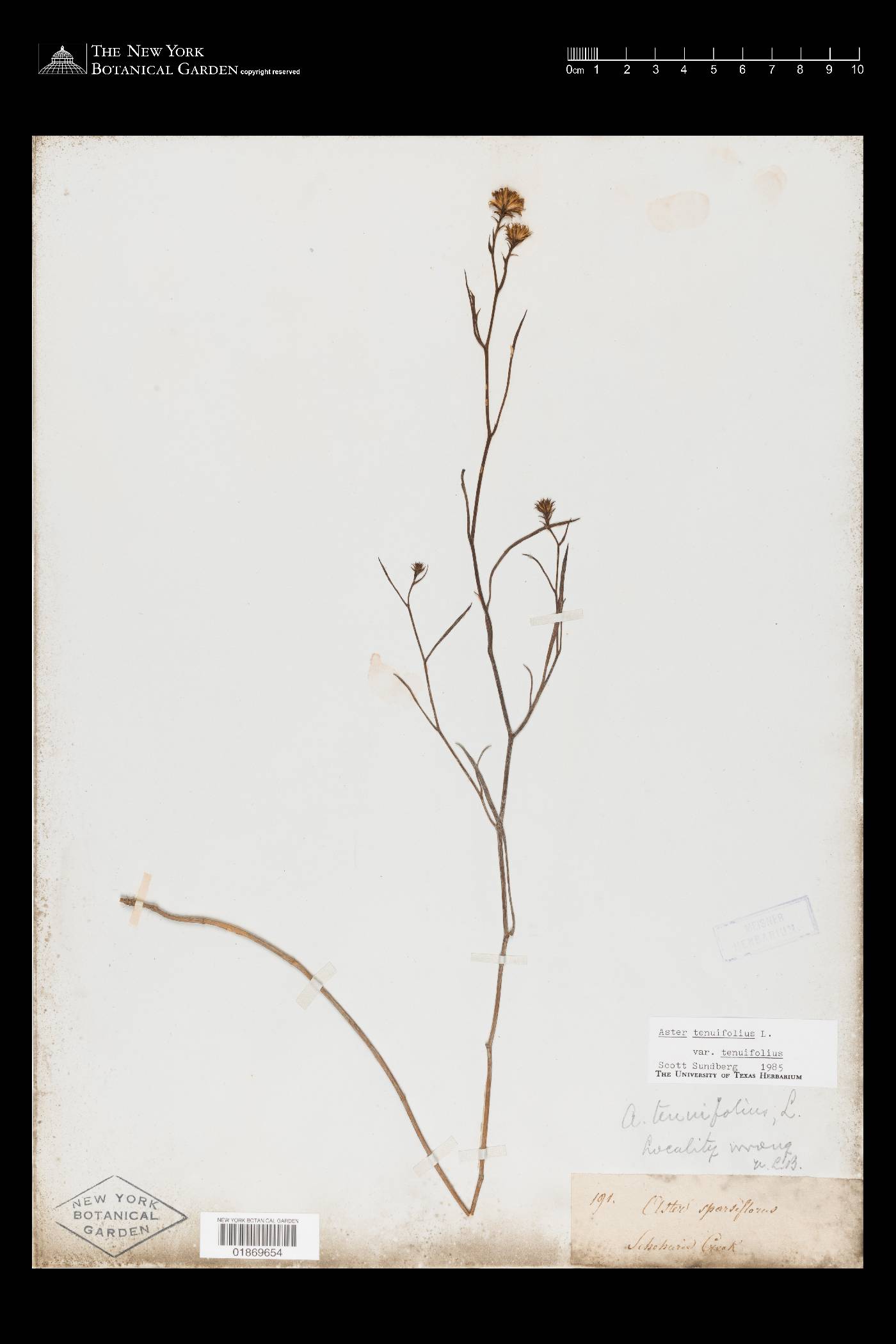 Symphyotrichum tenuifolium image