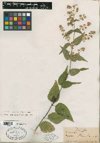 Eupatorium palmeri image