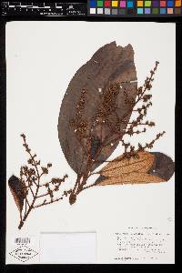 Miconia elata image