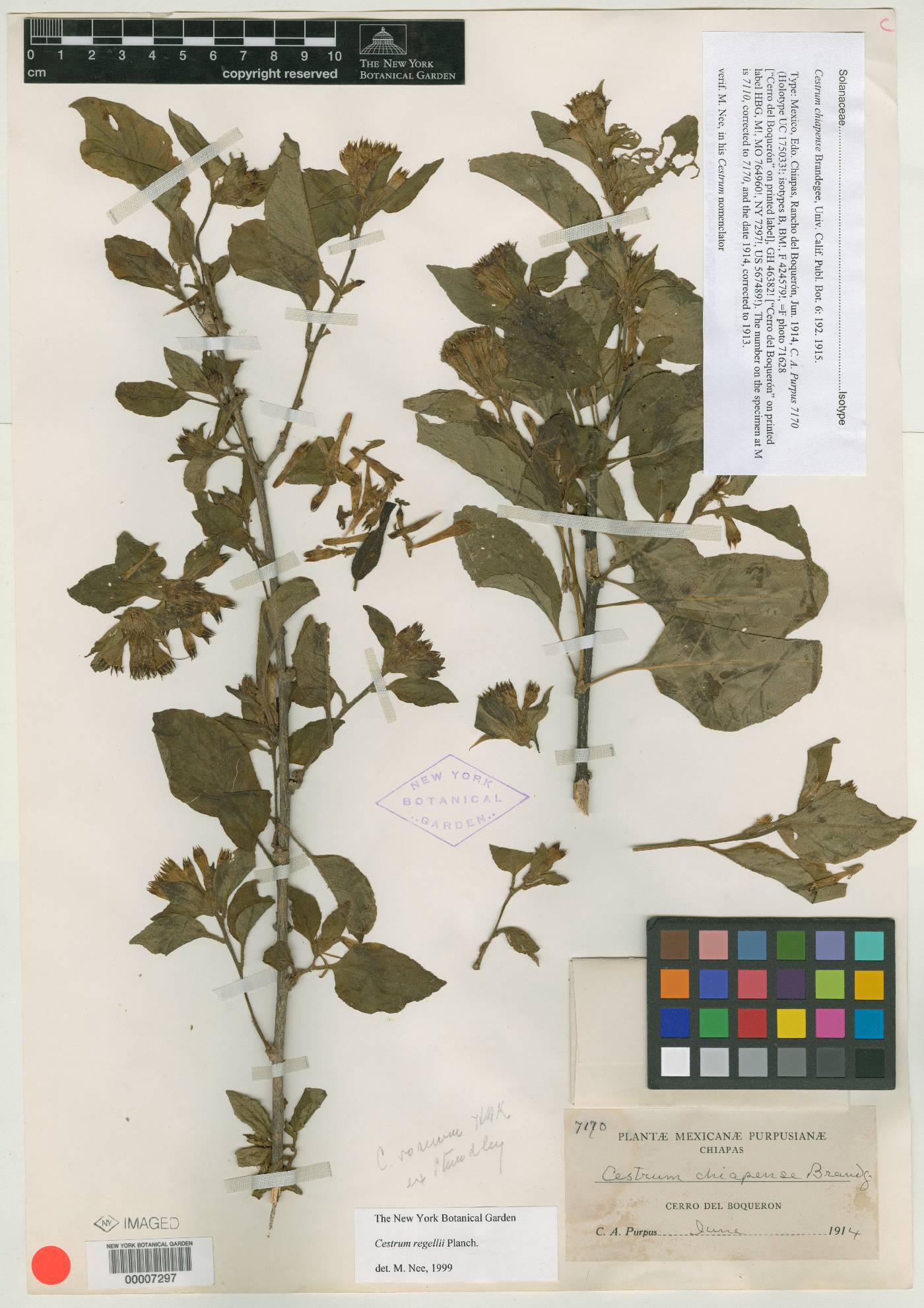 Cestrum roseum image