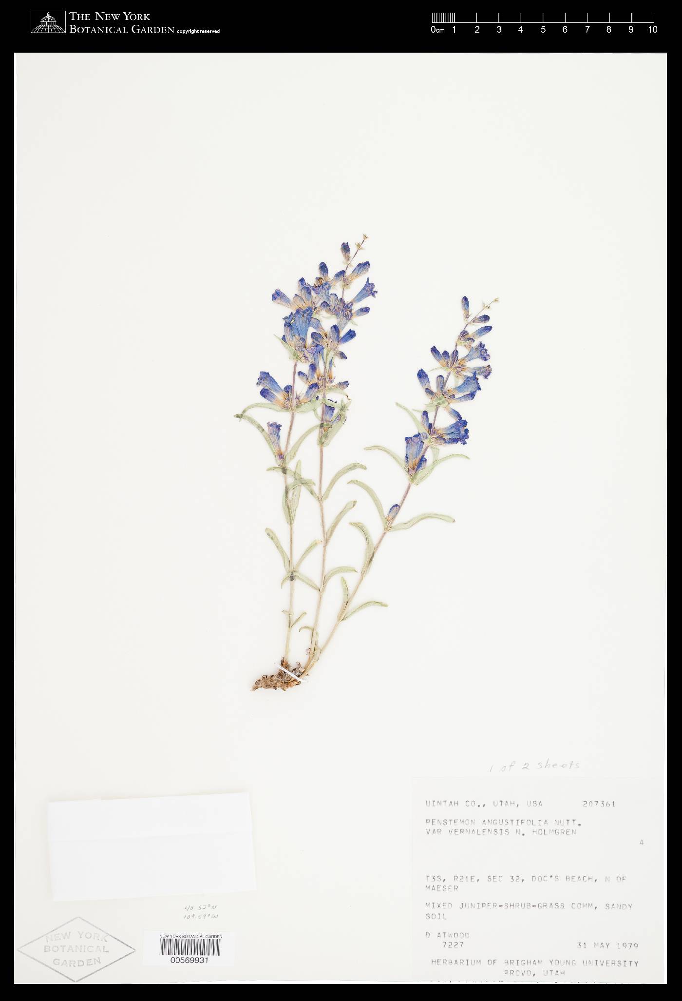 Penstemon angustifolius var. vernalensis image