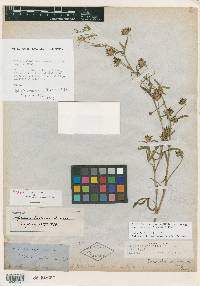 Trifolium mucronatum subsp. lacerum image