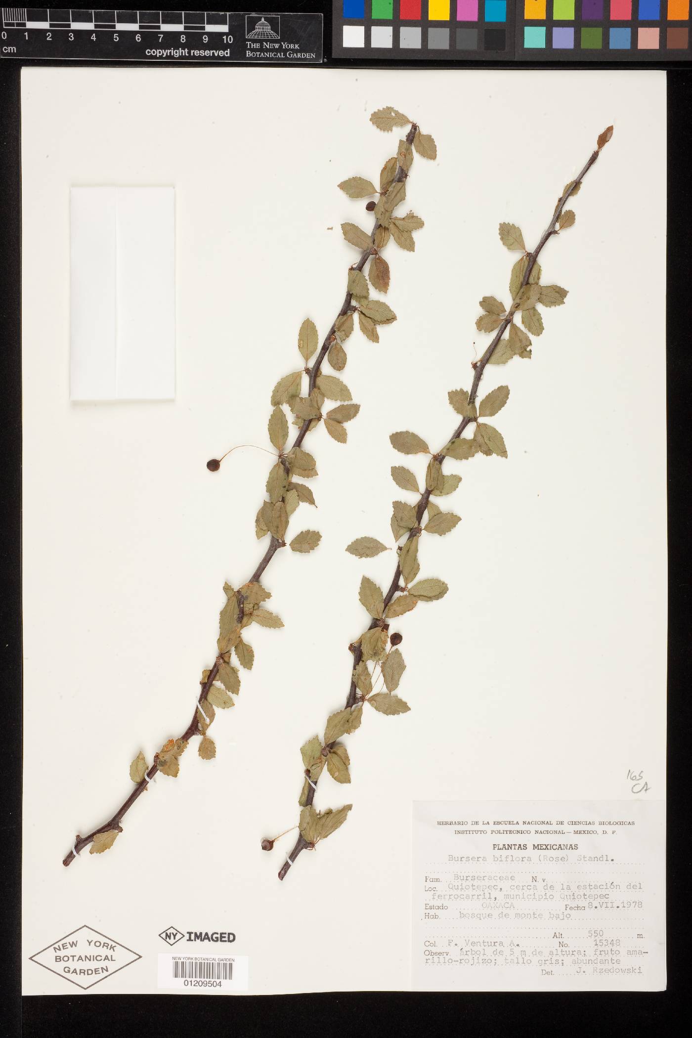 Bursera biflora image