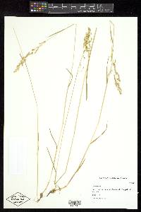 Poa trivialis image