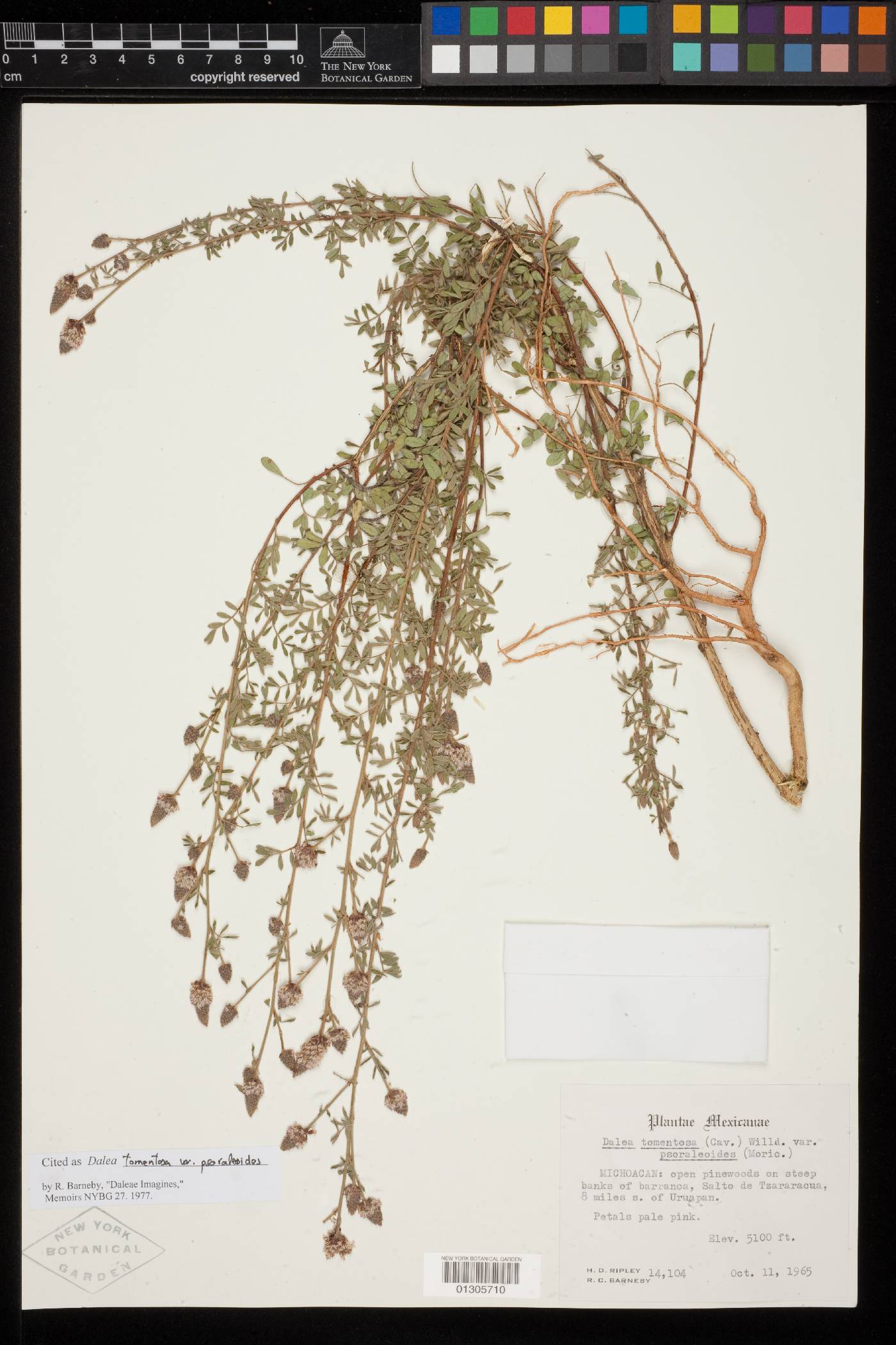 Dalea tomentosa var. psoraleoides image