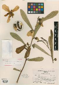 Asimina longifolia image