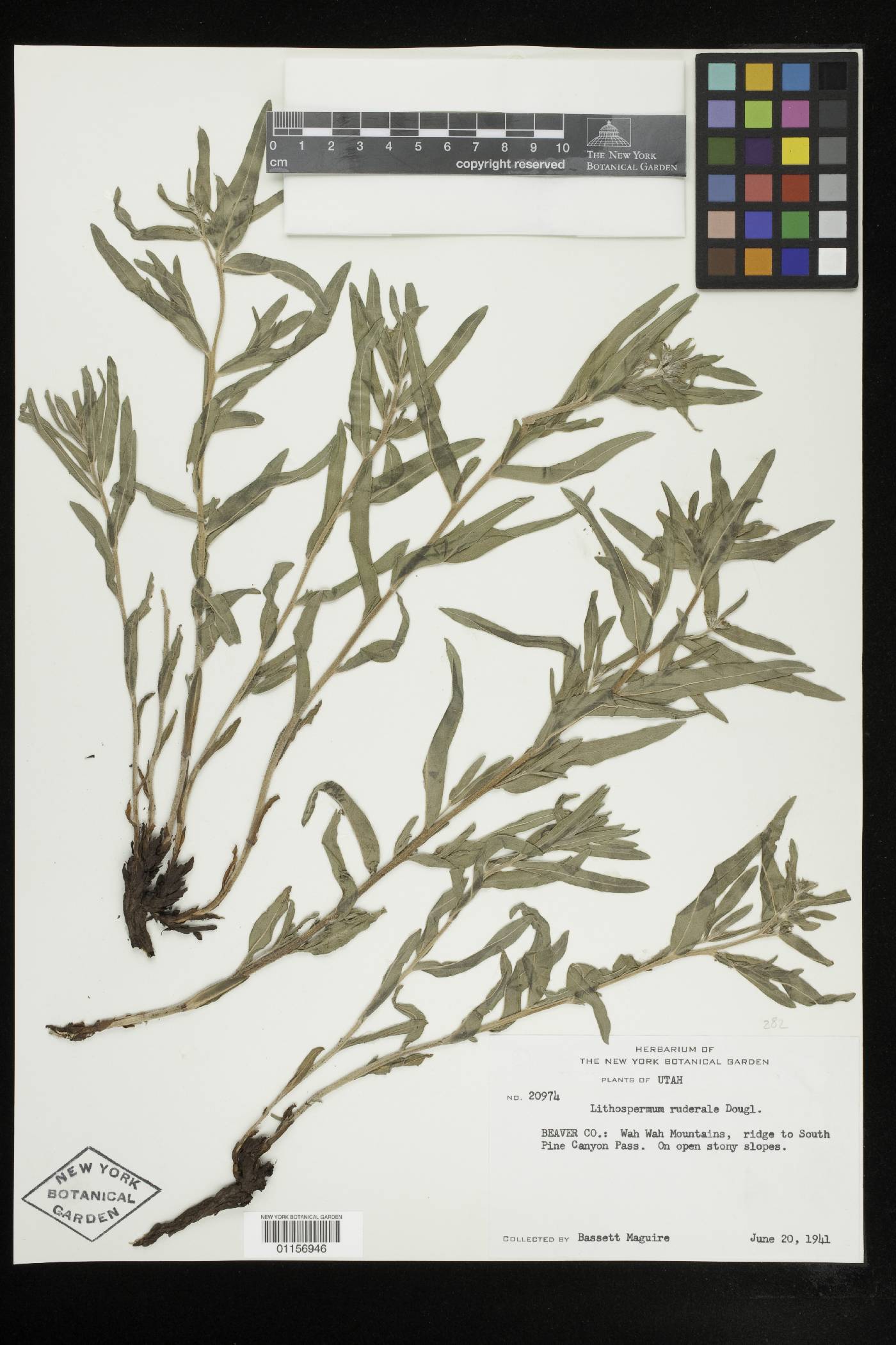 Lithospermum ruderale image