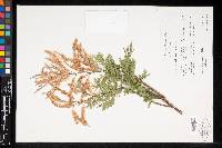 Mimosa rhododactyla image