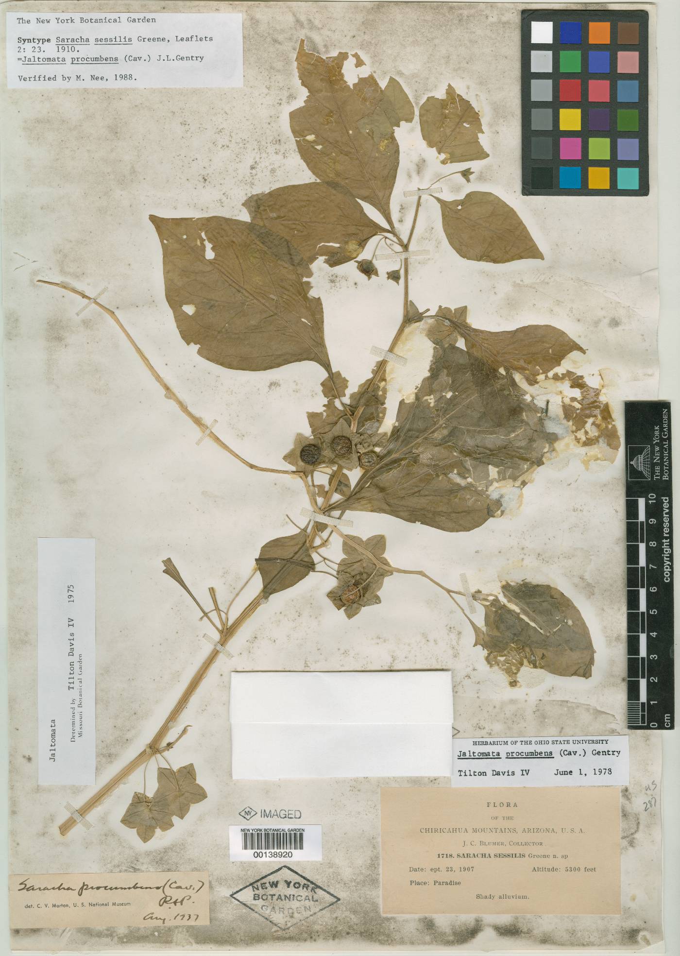Saracha sessilis image