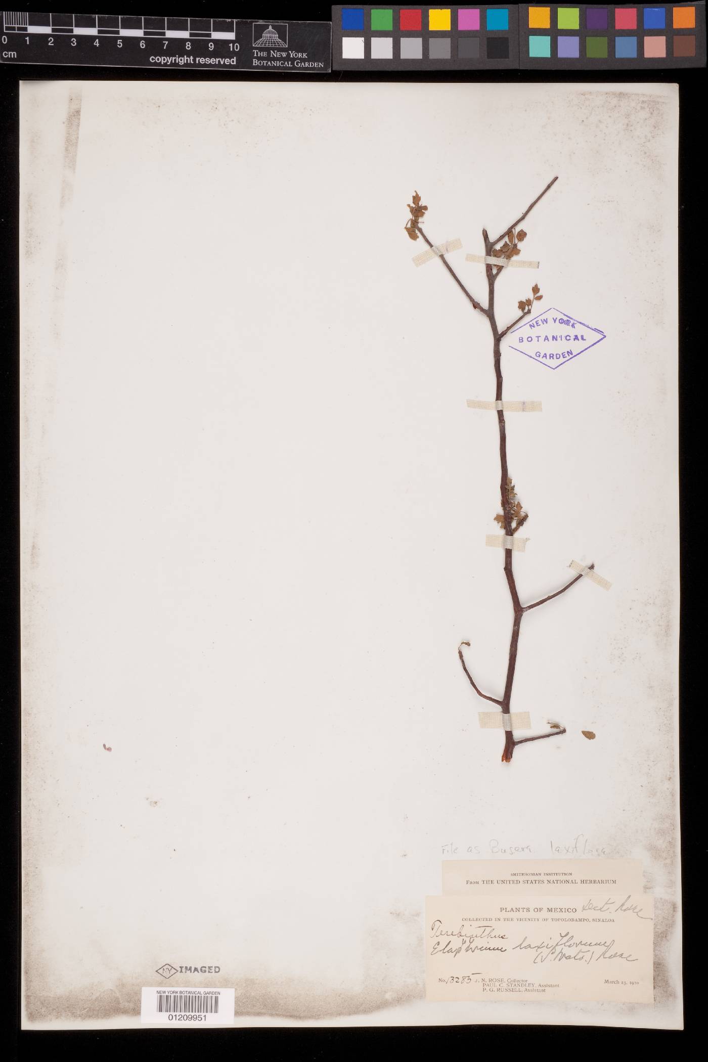 Bursera laxiflora image