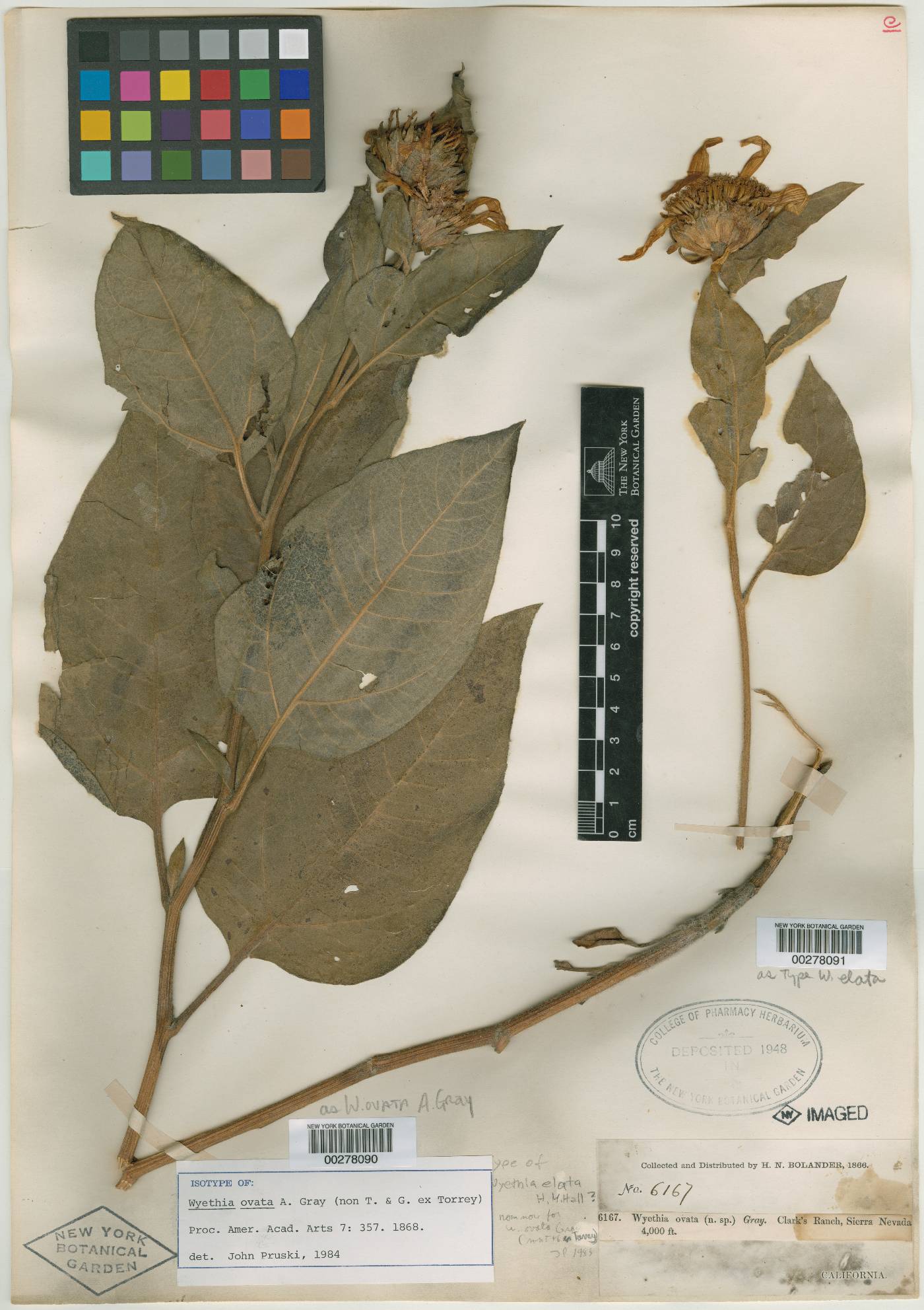 Agnorhiza ovata image