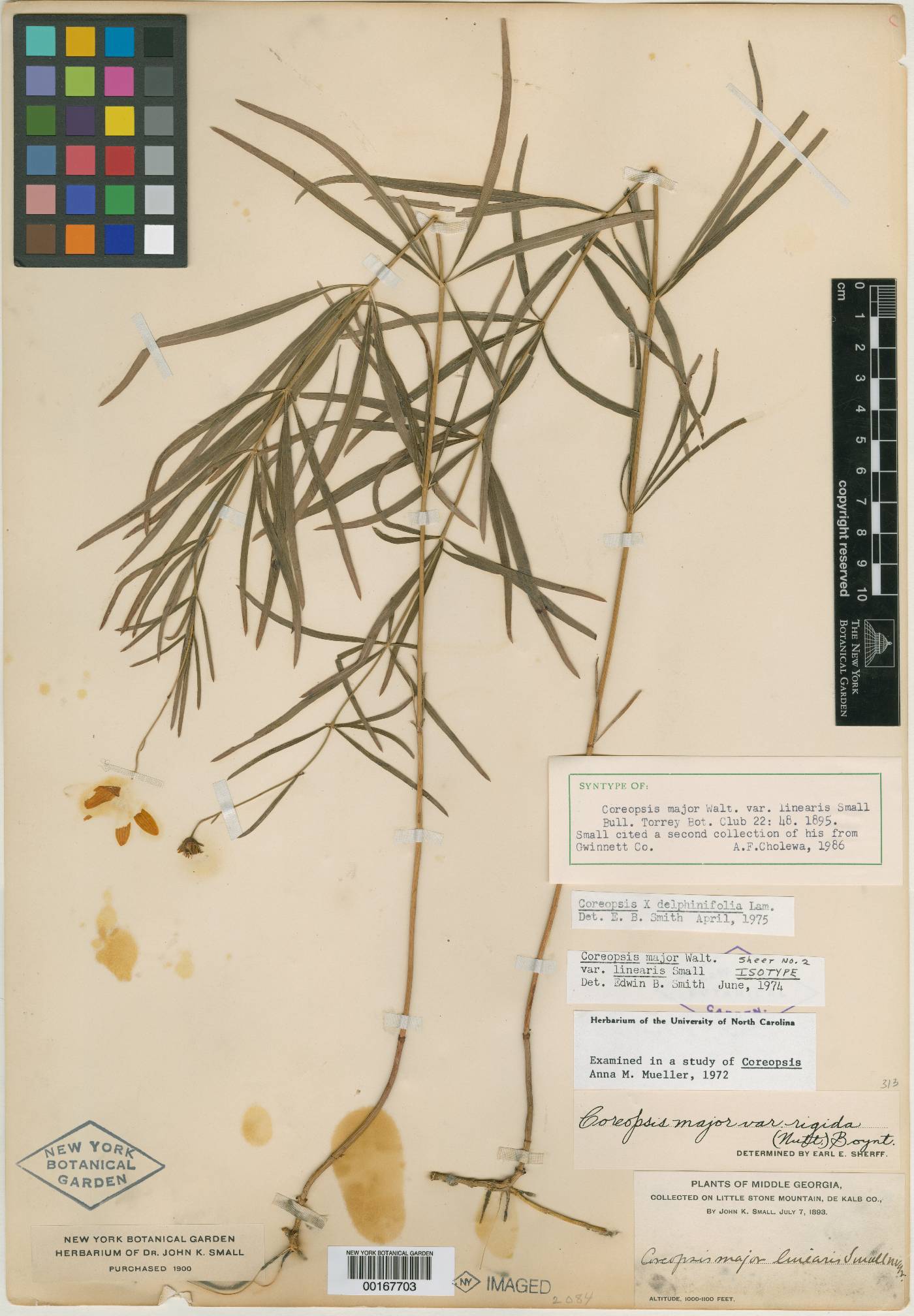 Coreopsis major var. linearis image