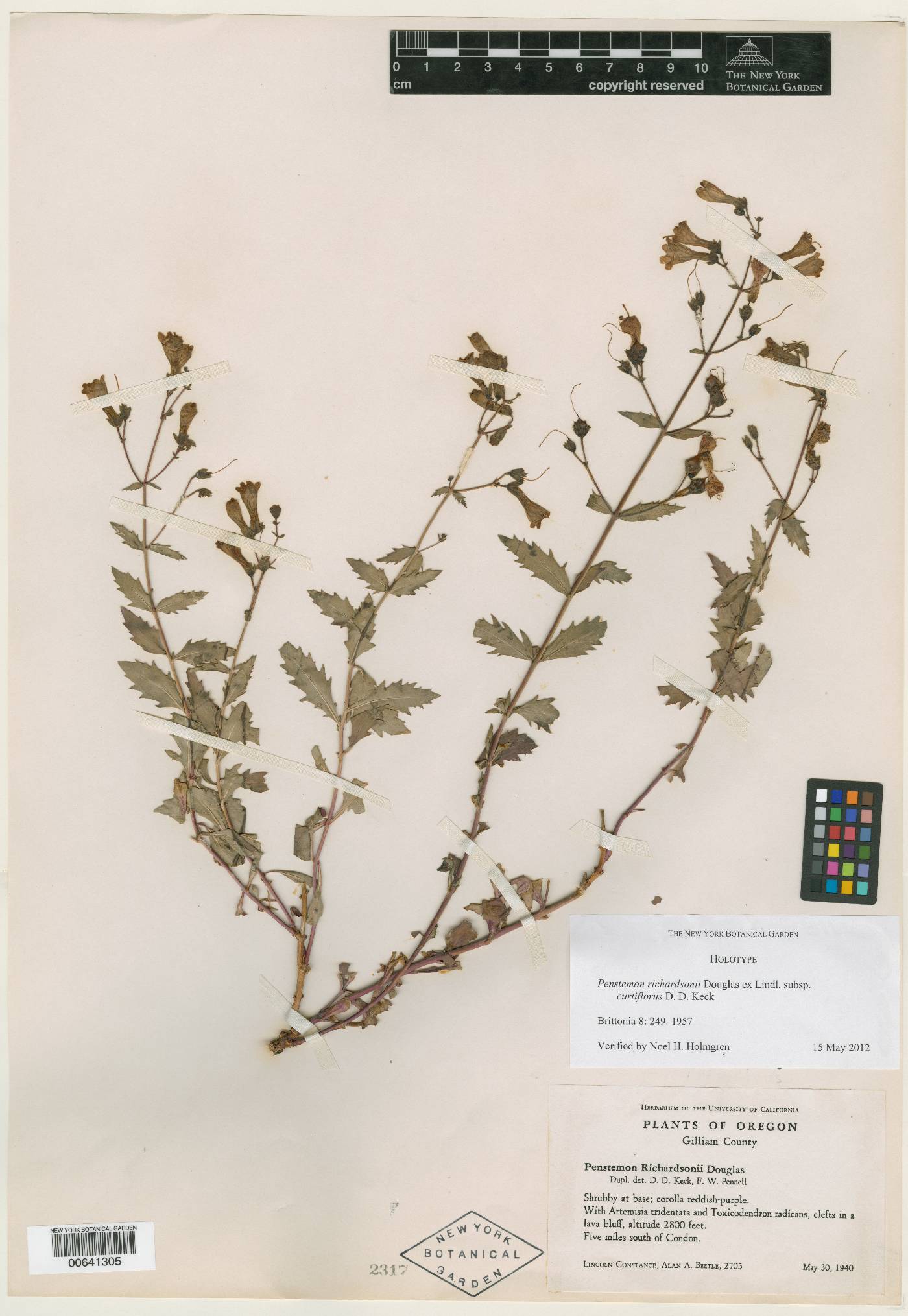 Penstemon richardsonii var. curtiflorus image